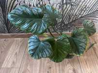 Philodendron Gloriosum hydroponika