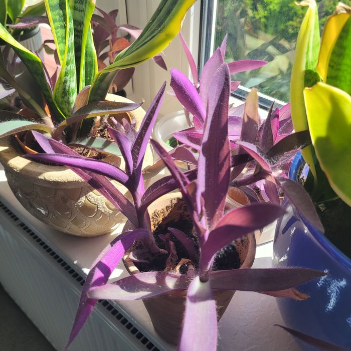 Trzykrotka purpurowa