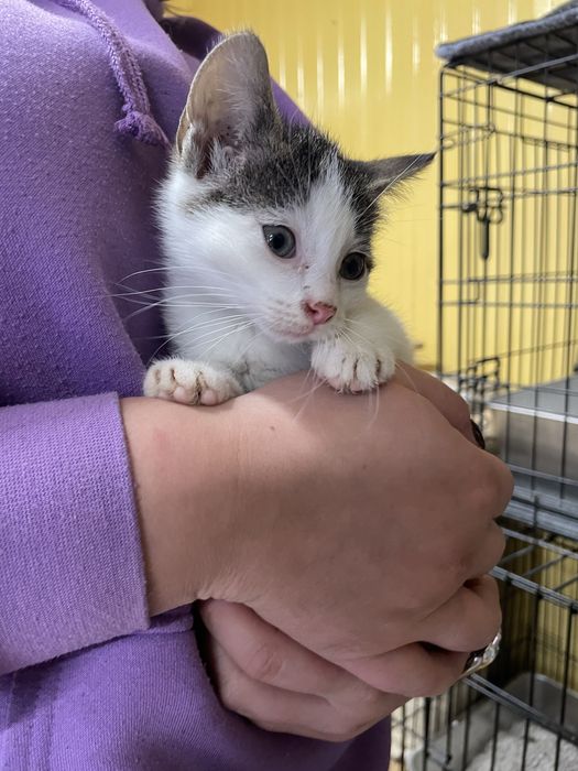 Malutka kotka do adopcji