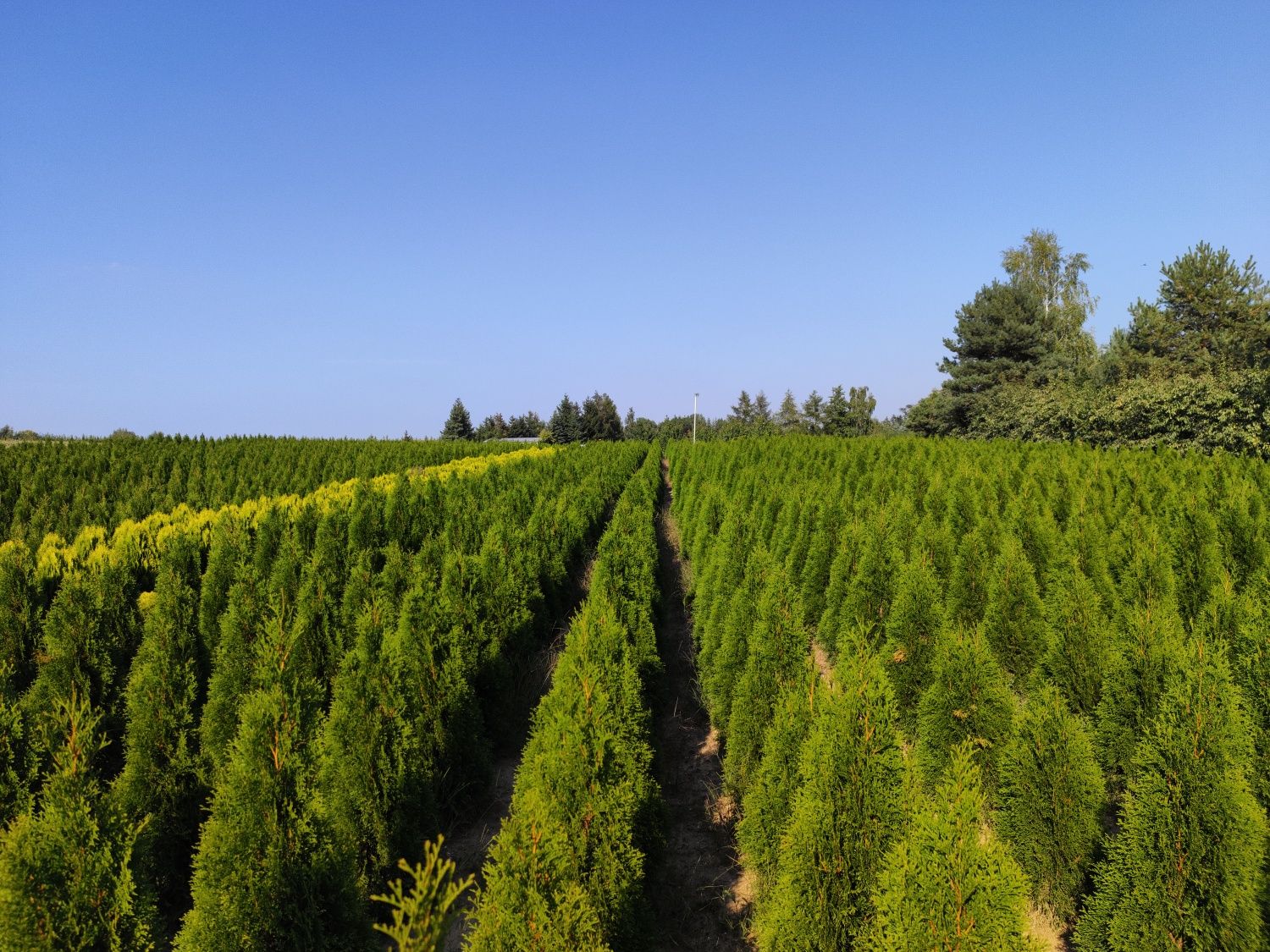 Thuja szmaragdowa 100-400 cm, dowóz, nasadzenie.