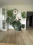 Wielka monstera 170 cm