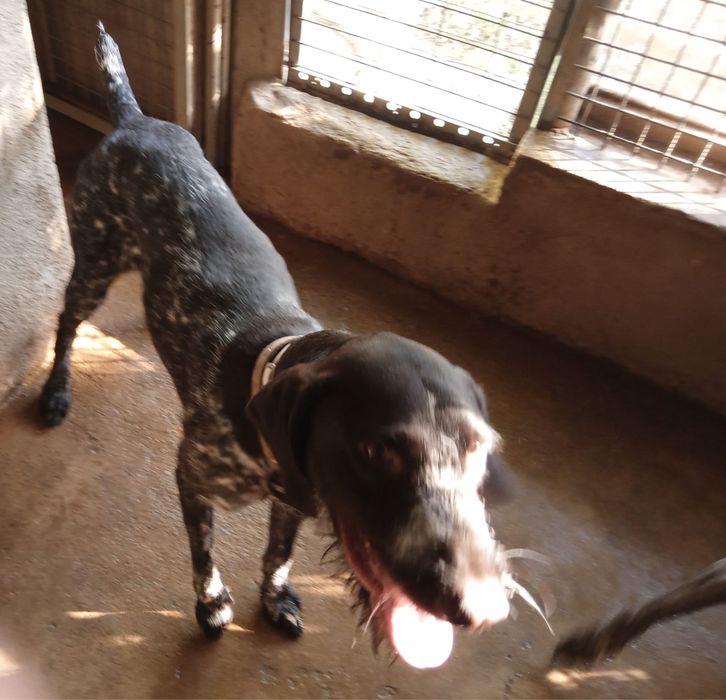 Doa-se cao drahthaar