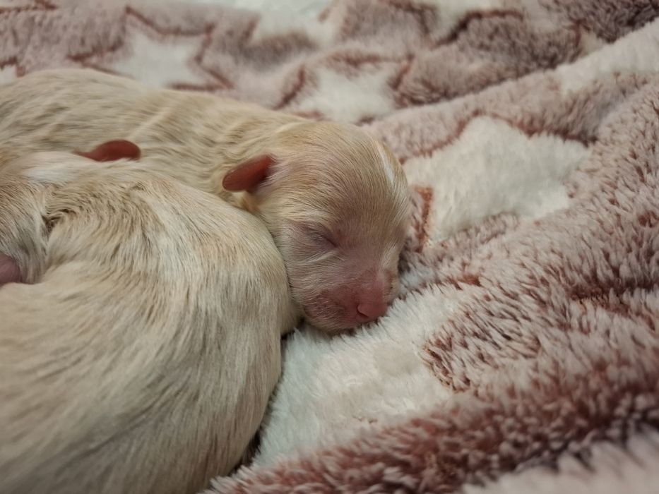Maltipoo suczka pudel miniaturowy/maltańczyk
