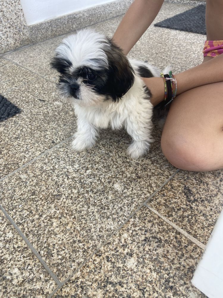 Shih-tzu lindo menino
