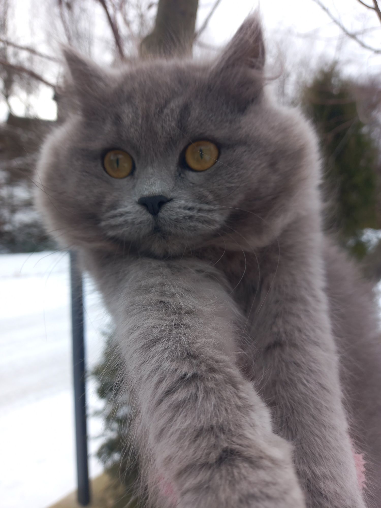 Котики шукає дім