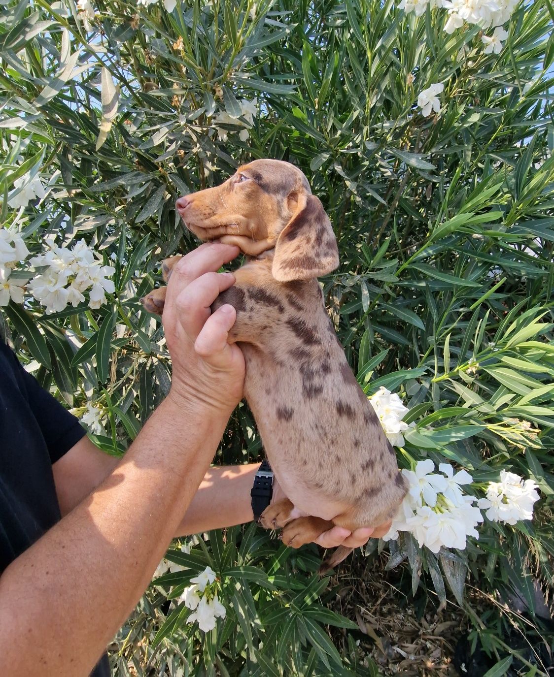 Teckel Choco Merle