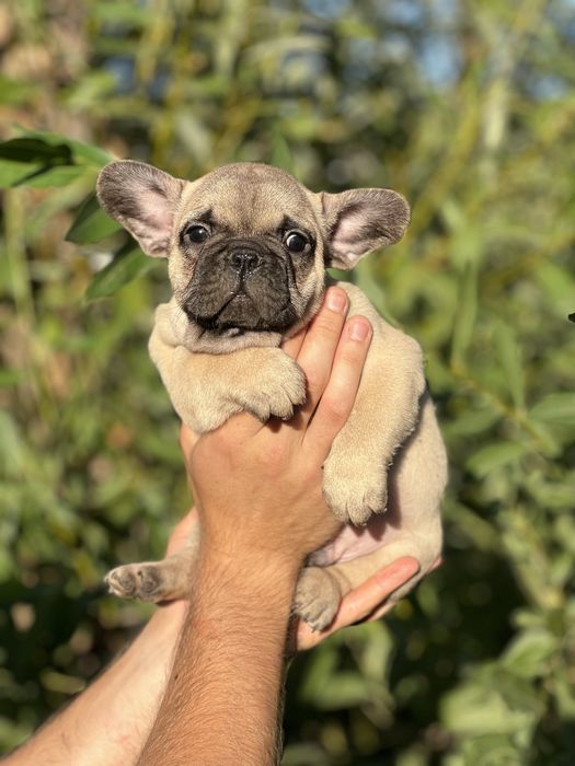 Шикарний хлопчик з родовідом КСУ