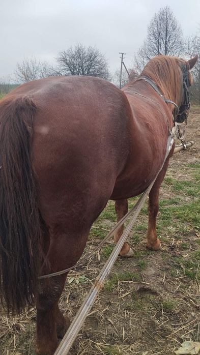 Продам кобилу спокійну