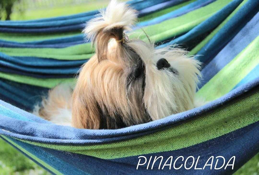 SHIH-TZU suczka Zkwp/FCI/