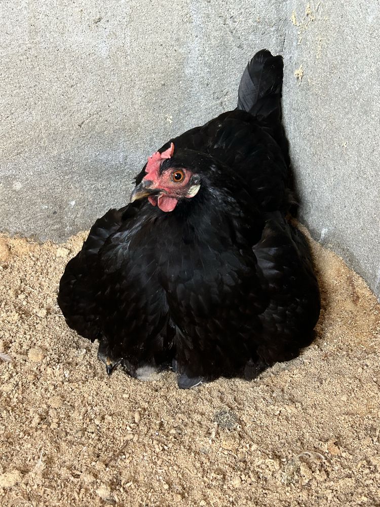 Coquicha /coquita/ garniza
