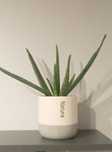 Aloe vera (aloes zwyczajny) roślina doniczkowa ZAMIENIĘ ZA INNĄ ROŚLIN