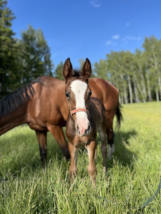 Klacz wielkopolska po Galapagosie 8 msc