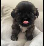 Szczniaczki po shih tzu