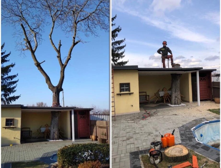 Wycinka pielęgnacja podcinanie drzew, karczowanie, frezowanie pni,