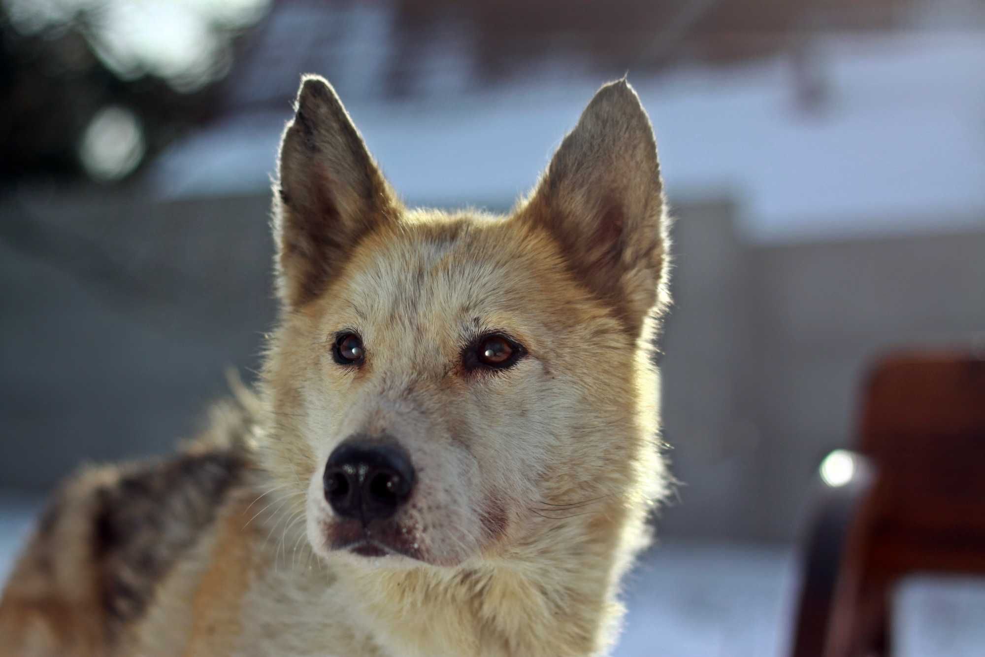 Pies grenlandzki mix husky po przejściach, przyjazny, potrzebuje domu