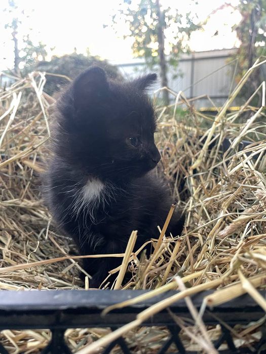 Котенята в добрі руки
