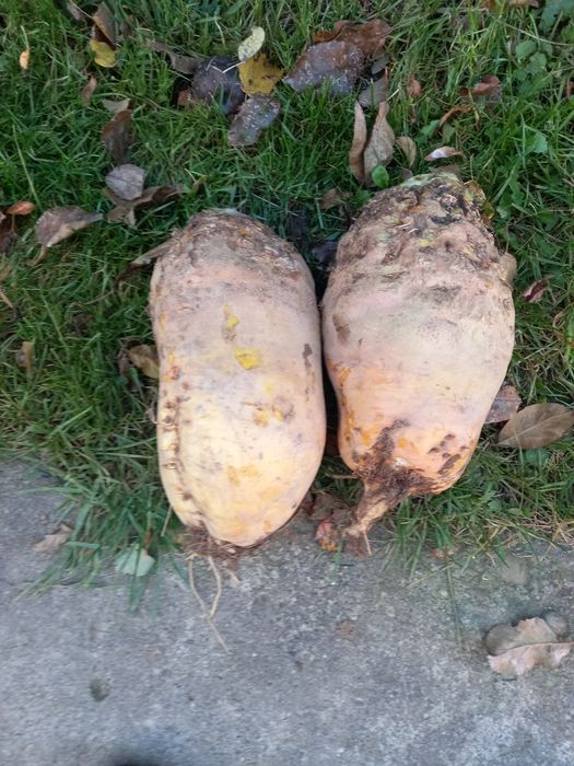 продається кормовий буряк