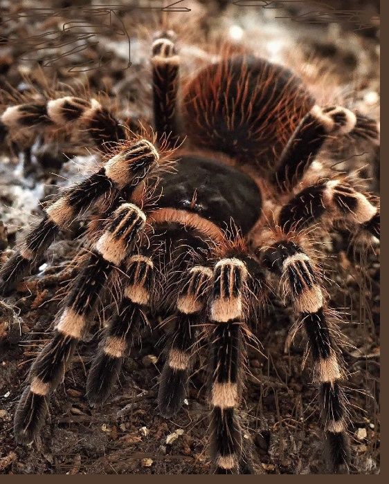 Самки подростки Acanthoscurria geniculata паука птицееда для новичков