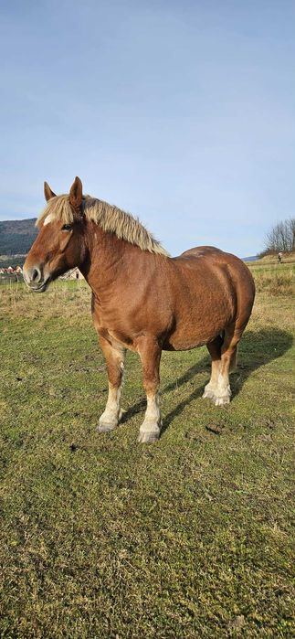 Kobyła źrebna zmieni dom