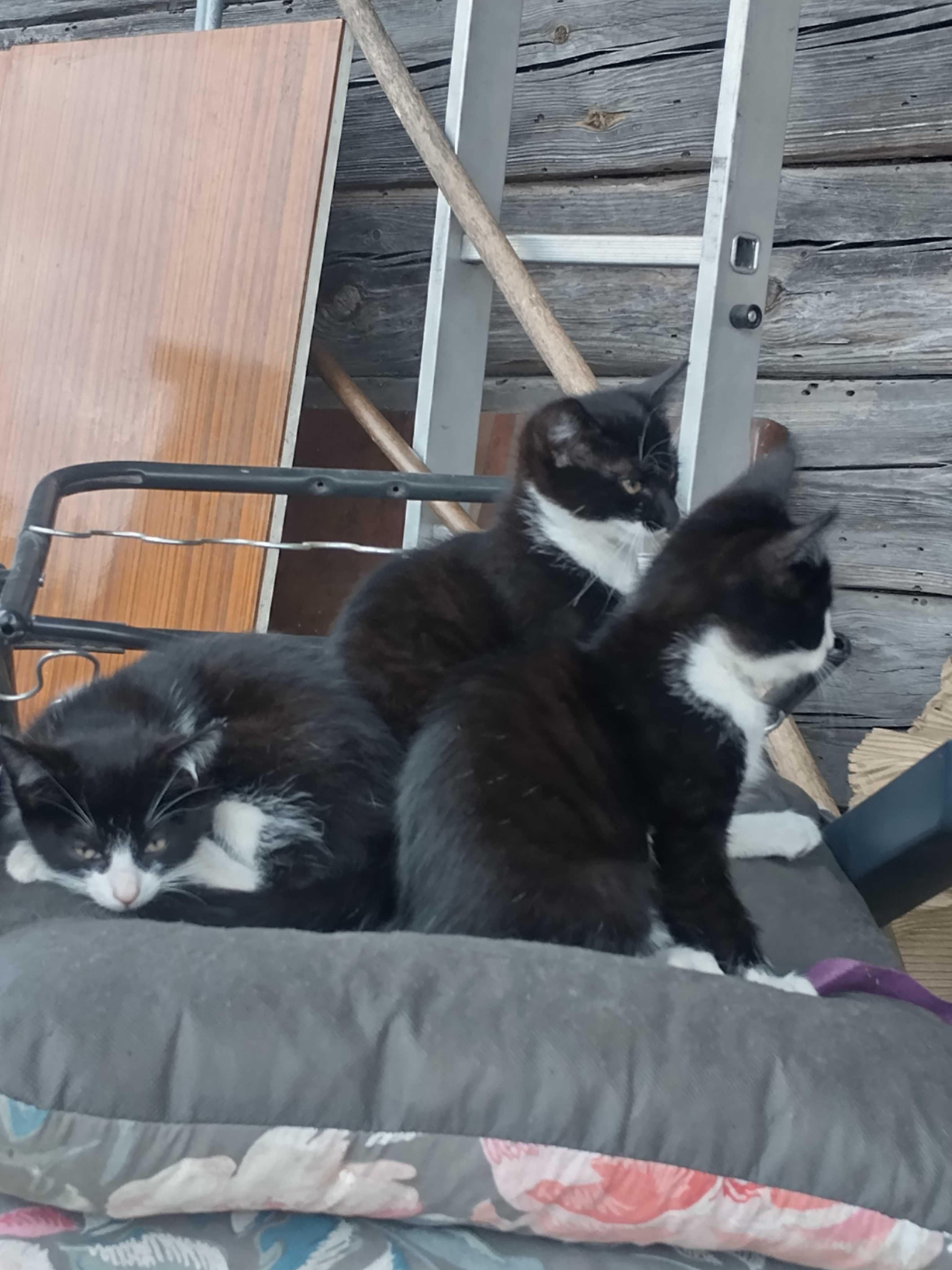 2 koty i 2 kotki