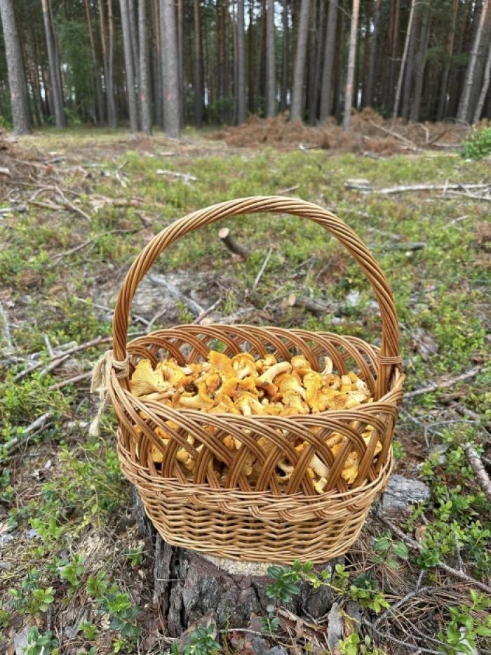 Лисички лісові свіжі