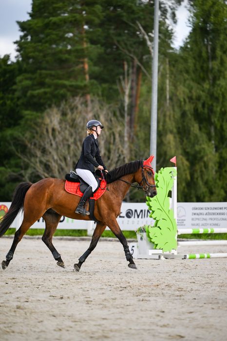 Współdzierzawa konia