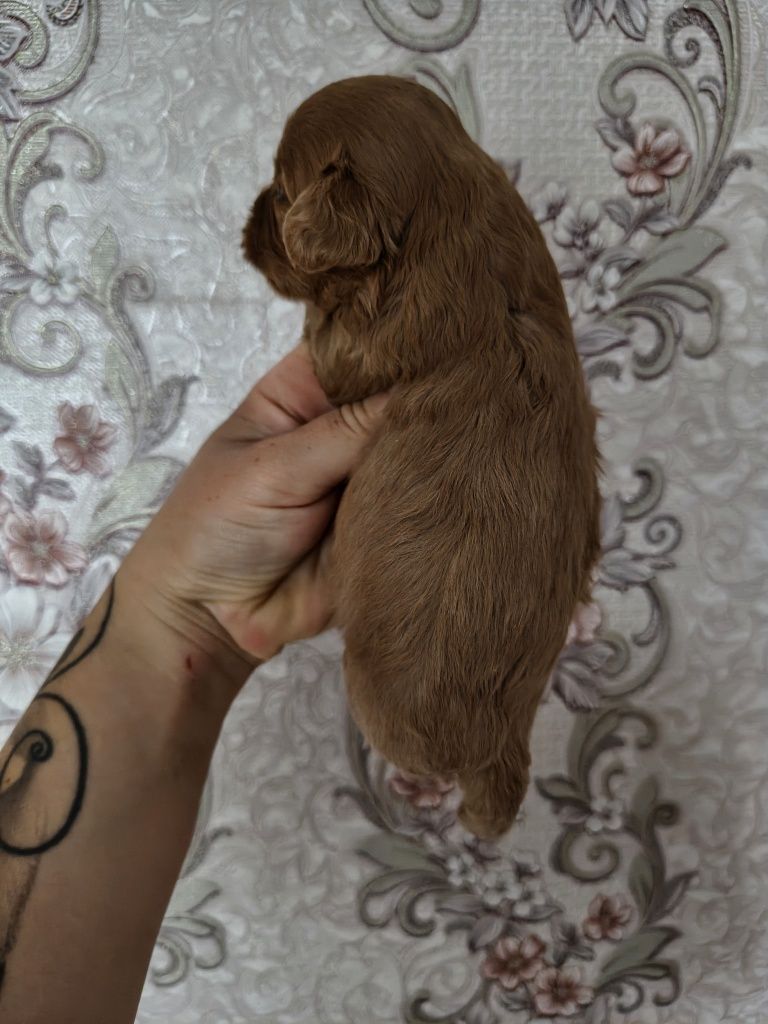Cavapoo chłopiec do rezerwacji