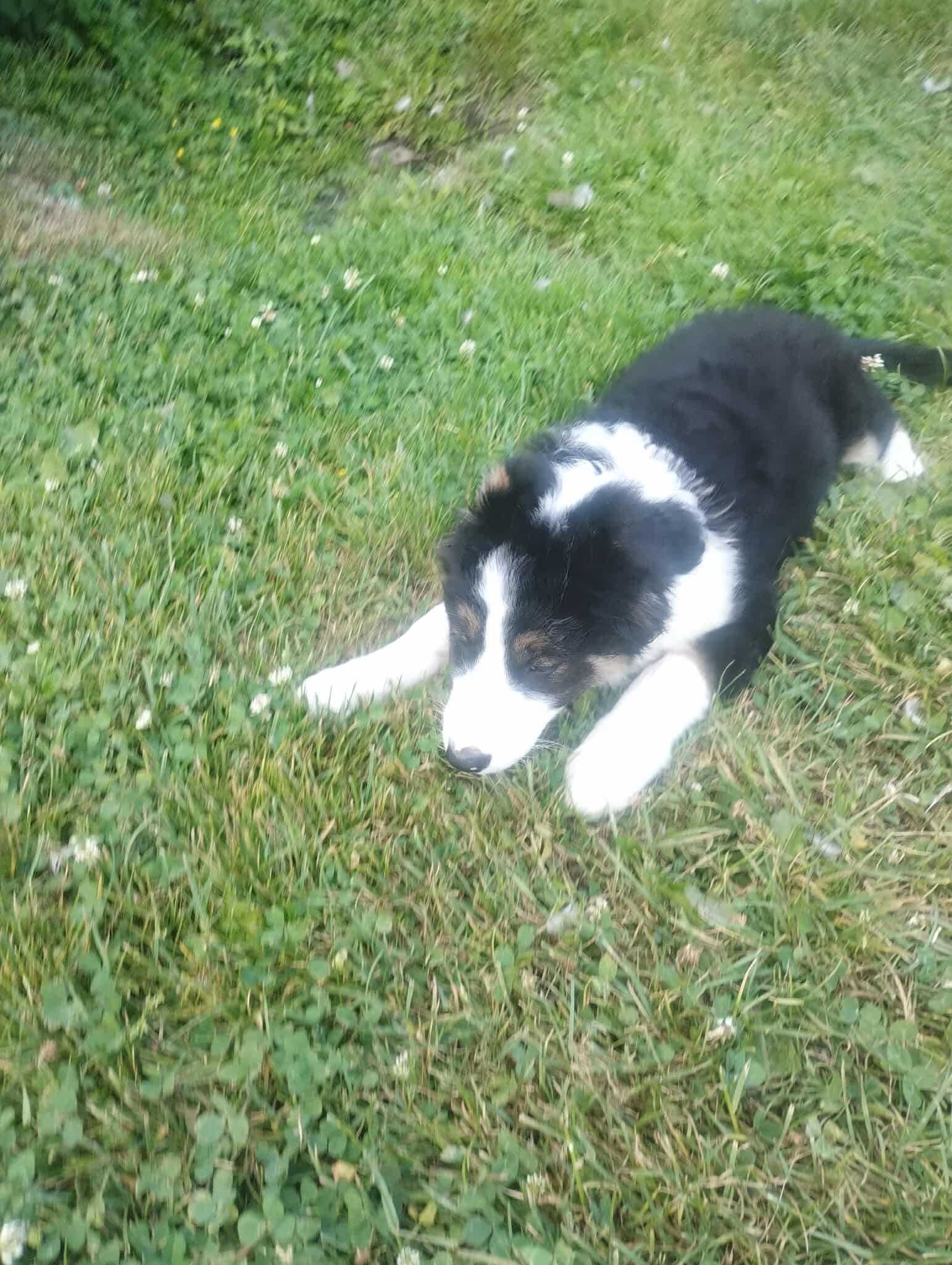 Border Collie śliczna sunia