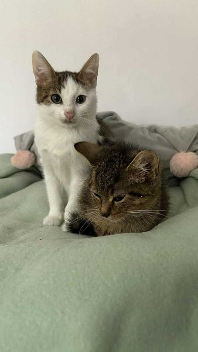 Mały psotnik Ajen czeka na dom, który pokocha jego szaleństwo!