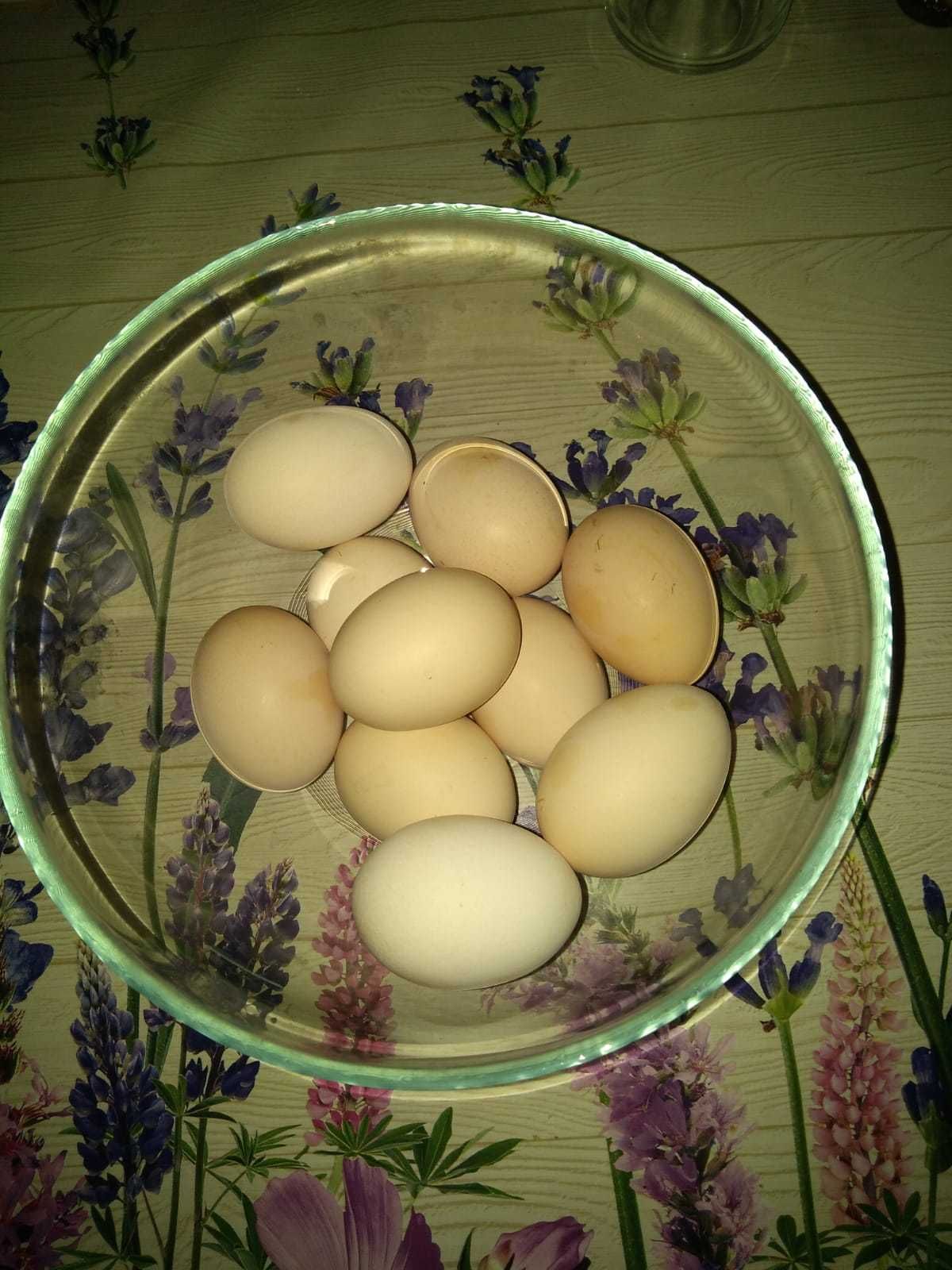 Orzechy Włoskie 2023r. Ziemniaki, jaja wiejskie.