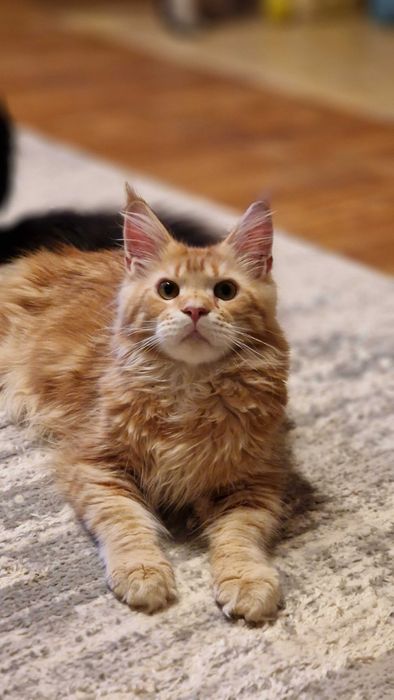 Dallas - dorodny kocurek Maine Coon, opcja do hodowli.