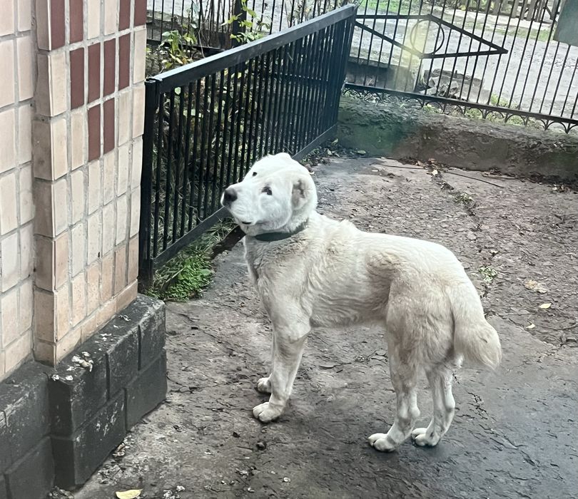 Пропала собака белый алабай