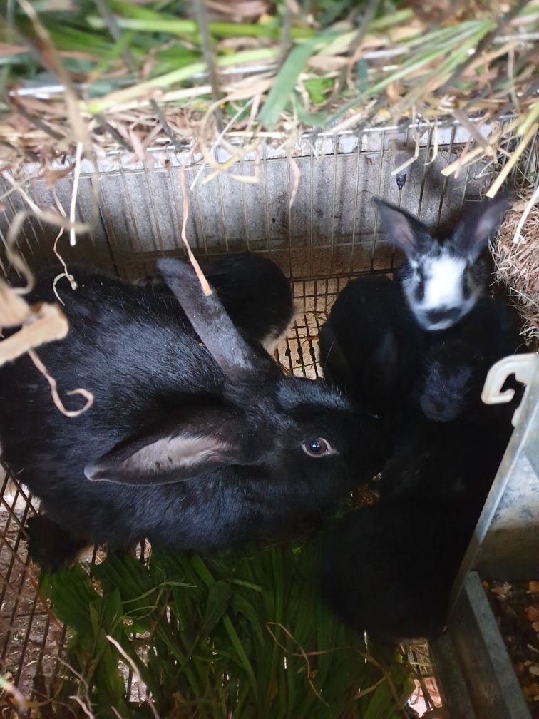 Galinhas garnizos  e coelhos de campo