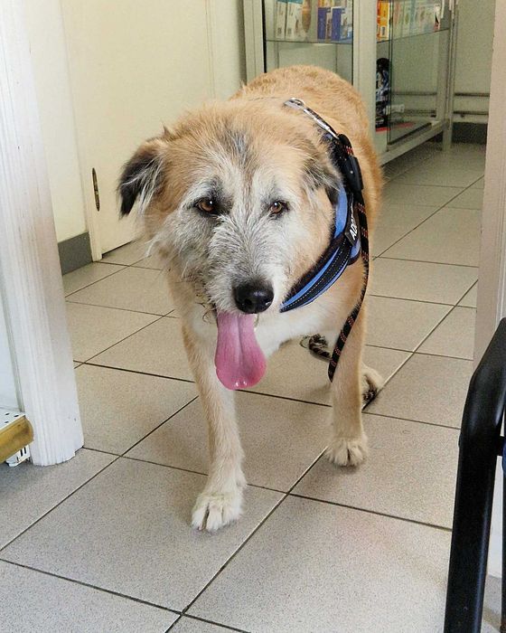 AZEITONA - Cãozinho para Adoção