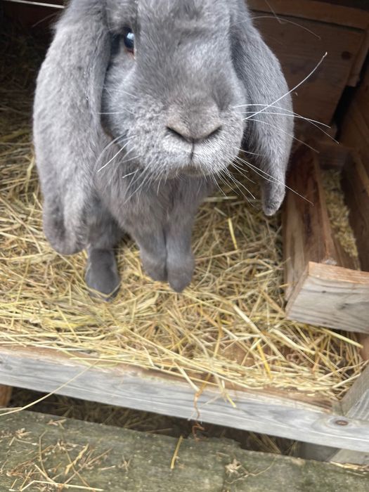 Sprzedam króliki likwidacja hodowlii