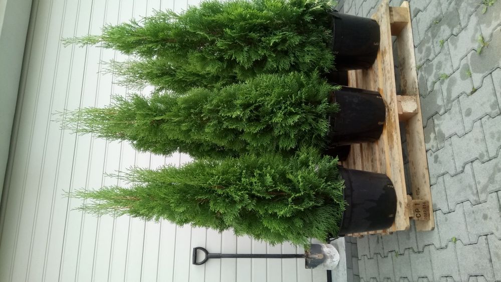 Tuja szmaragd 140-150cm (tuja tuje thuja thuje iglaki krzewy)