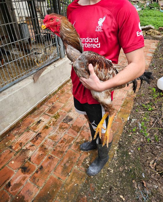 Indio Gigante Brasileiro