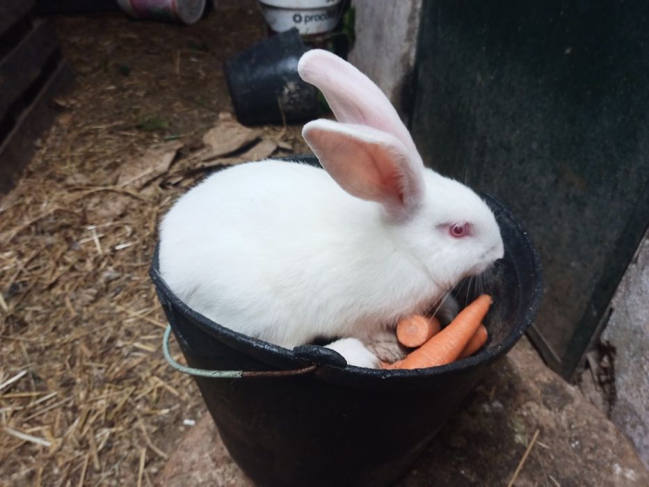 Coelho pretos e cinza criação biologica