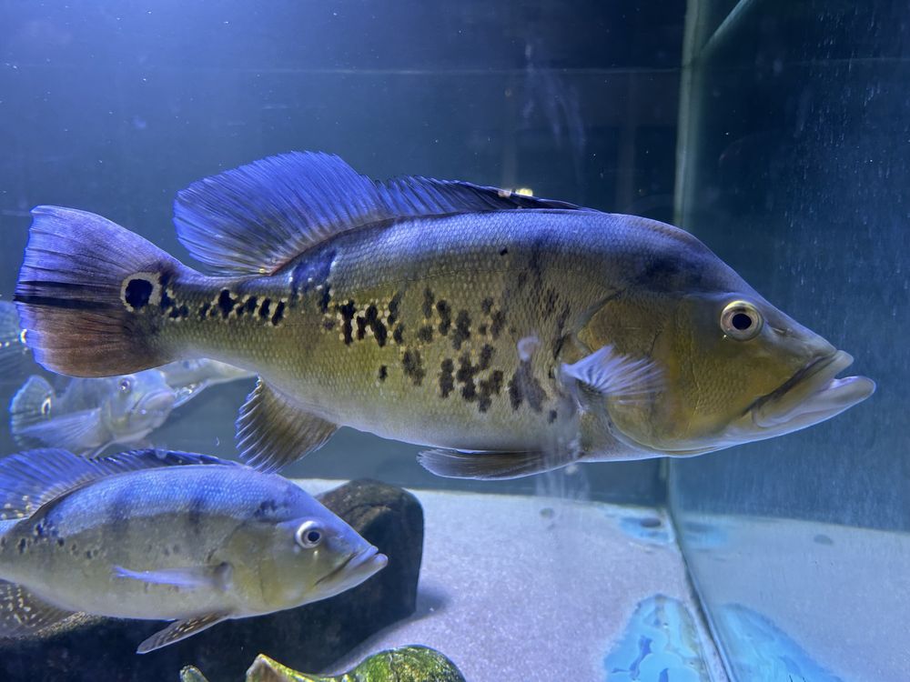 Цихла Келбери Cichla Kelberi Peacock