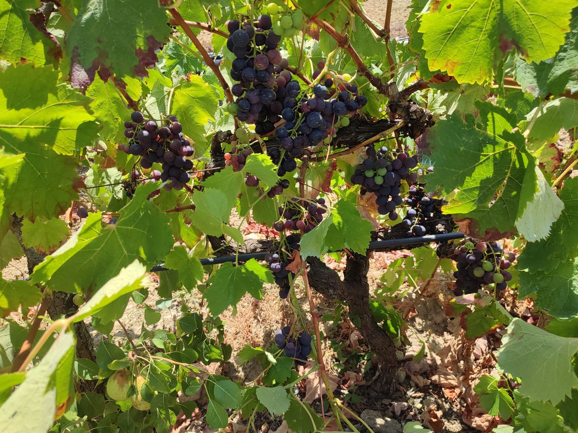 Vendo uvas brancas e tintas para vinho