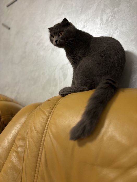 Шотландські котики, киця, висловухі, котики