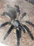 Monocentropus balfouri samica balfa ptasznik