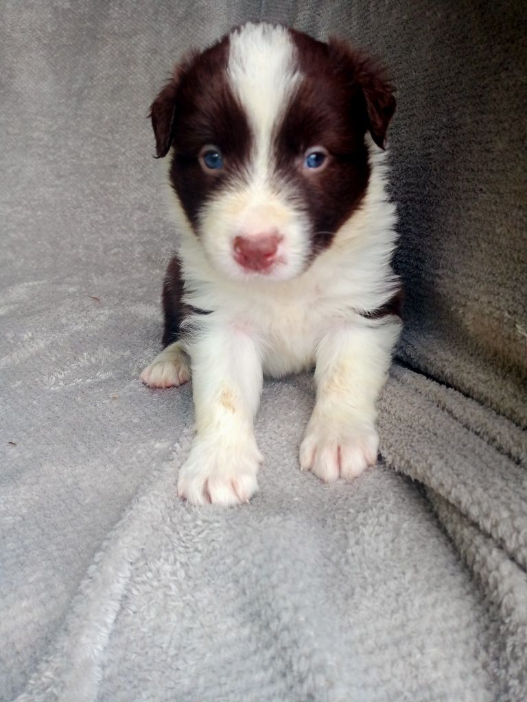Śliczny piesek czekoladowy border collie