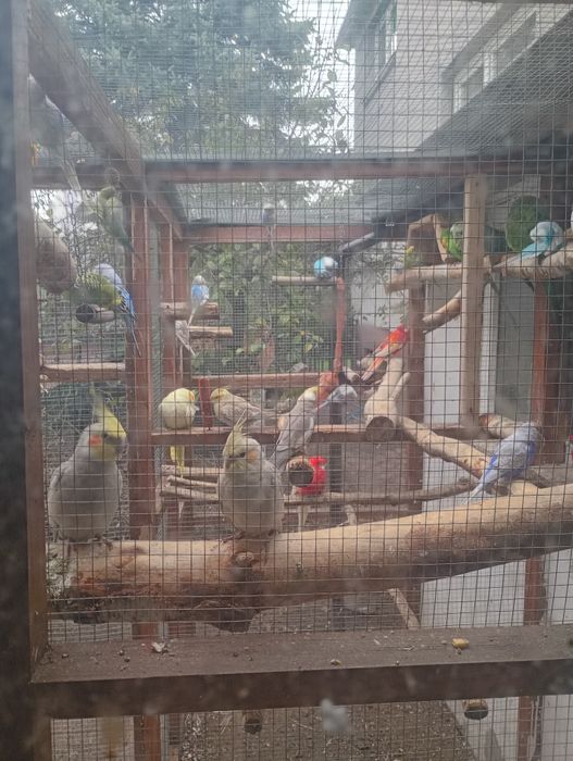 Woliera, klatka dla papug