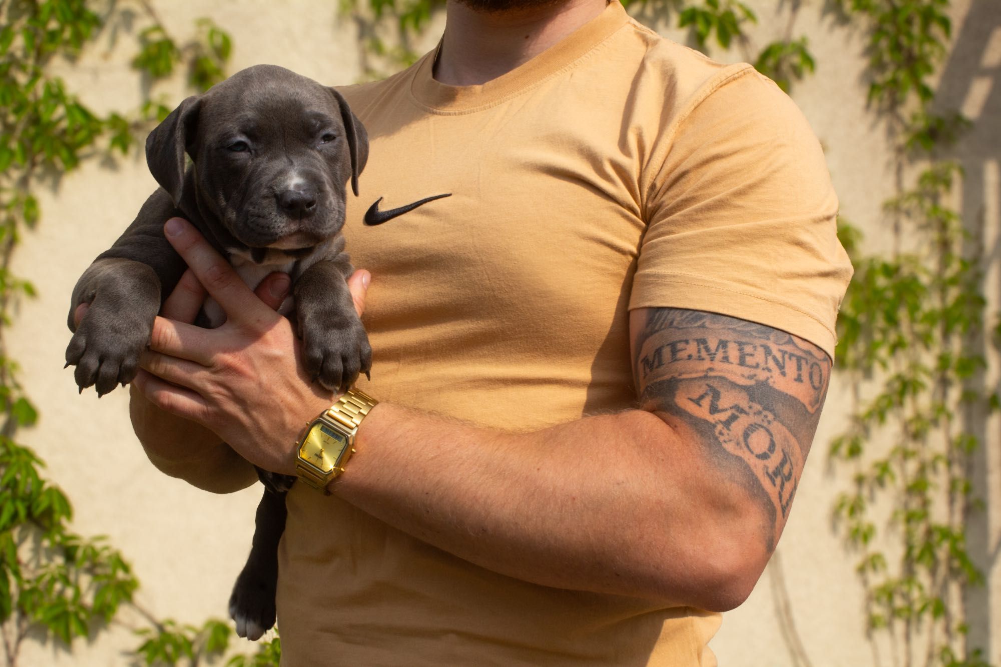 American Bully XL, GLB LUO YI