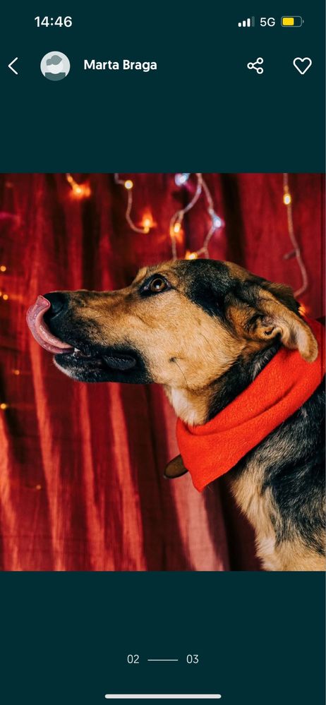 Cãozinho com 1 ano para adoção responsável