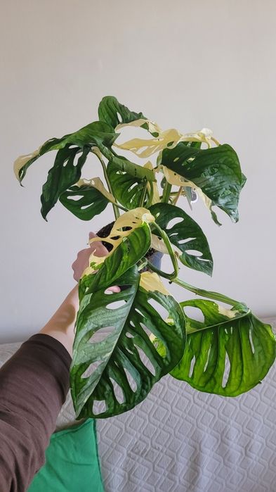 Monstera Variegata Japanese Tricolor