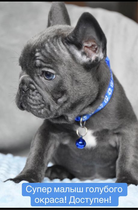 Элитный голубой французик
