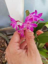 Orquídea Dendrobium Berry Oda