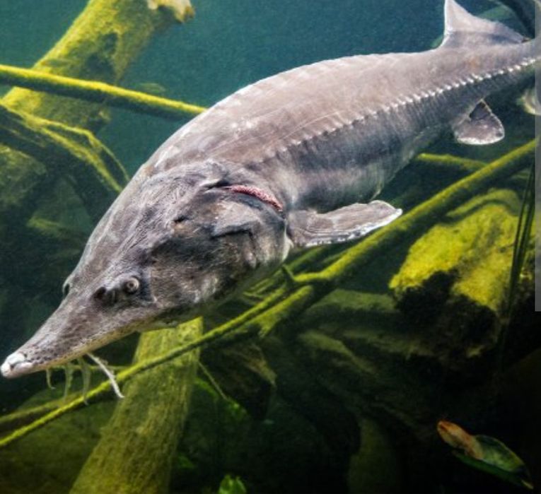 Зарибок. Риба для зарибнення.